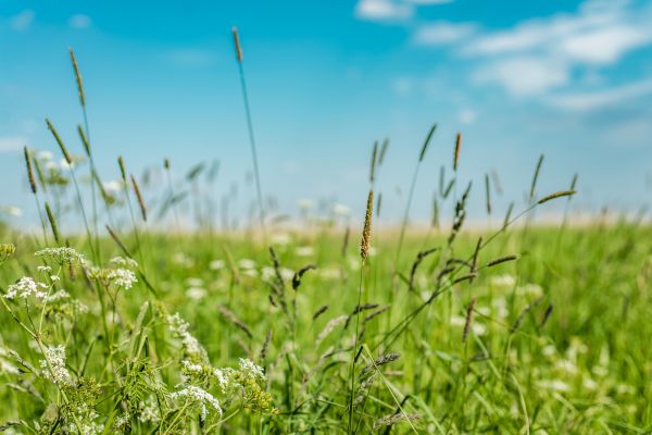 High Grass Trimming in Bowie
