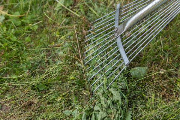 Cost of Thatch Raking in Bowie